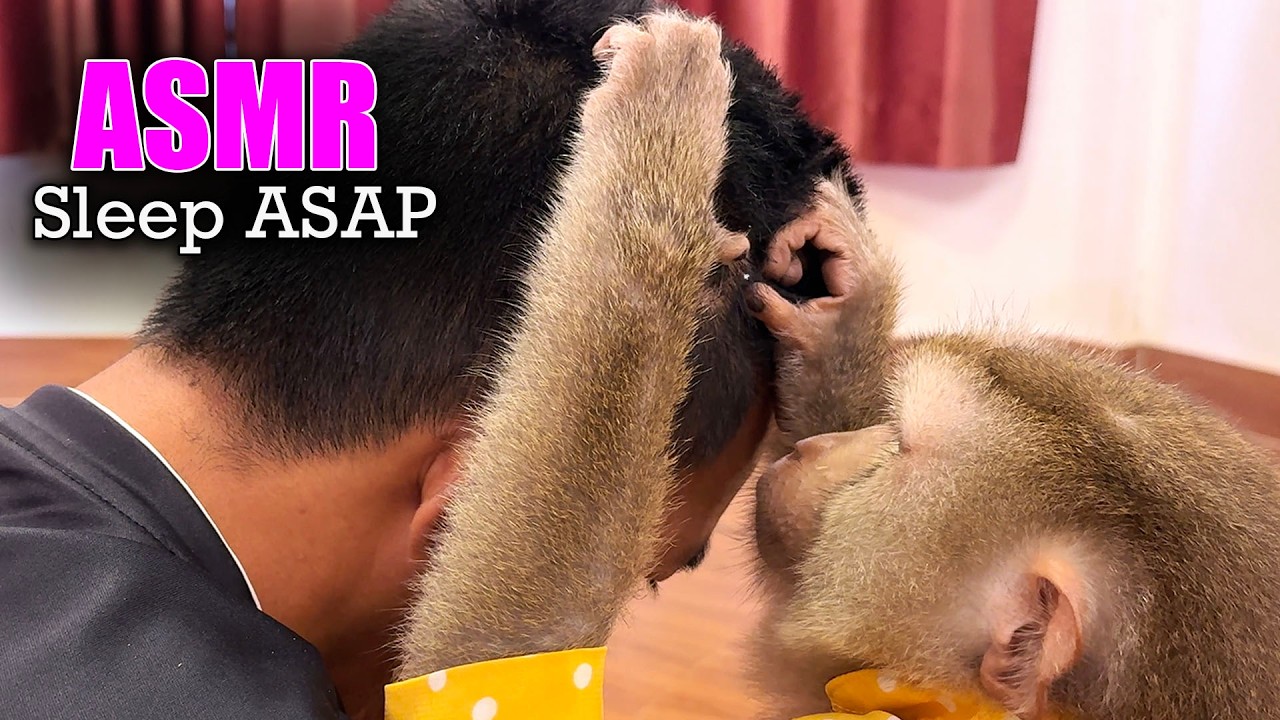 ASMR For People Who NEED Sleep ASAP | Monkey Grooming Human Face (No Talking)