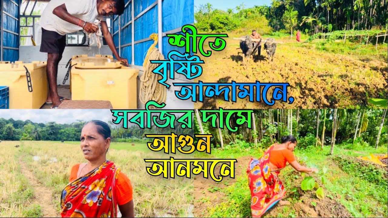 শীতে বৃষ্টি আন্দামানে, সবজির দামে আগুন আনমনে