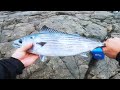 INSANE BONITO MADNESS!! But I couldn't land them... Rock fishing bonito BASSPOINT NSW - EP 12