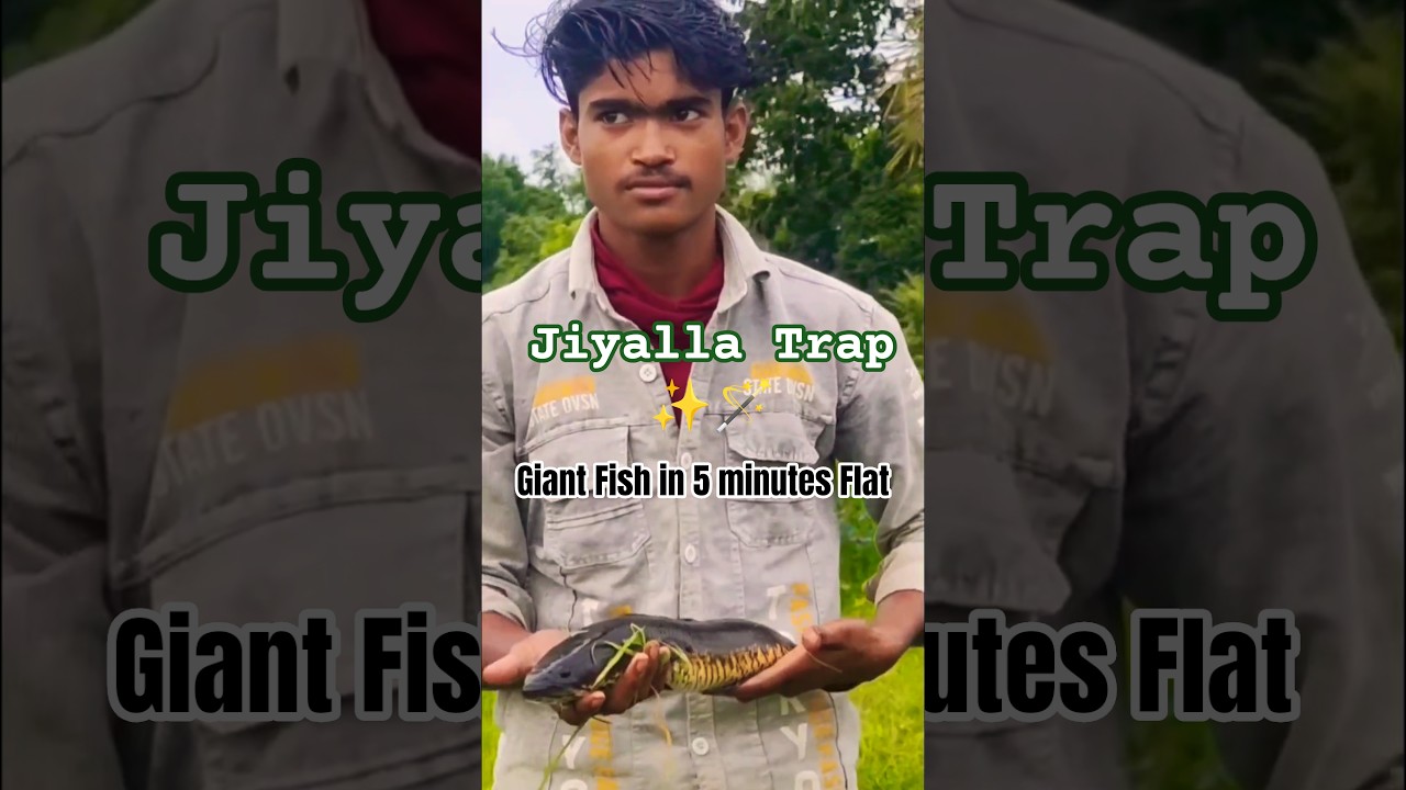 Massive Snakehead Strikes Jiyalla Trap in 5 Mins! | Padma Pokhari Monsoon Hit