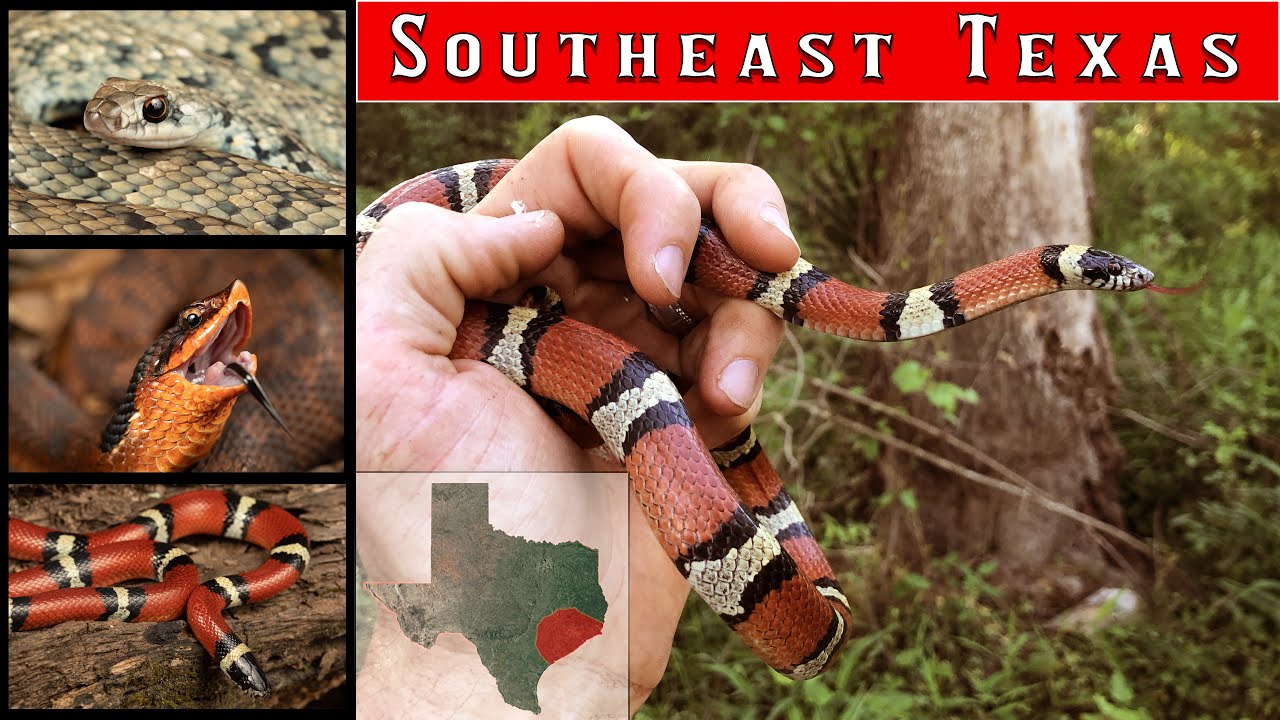 Southeast Texas Herping - Flipping for Louisiana milksnakes, hognose, and buttermilk racers!