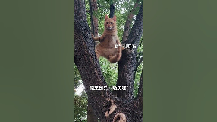 猫咪被女生遛的狗吓到，速速爬树上劈着叉观察，评论区网友见状纷纷“整活”