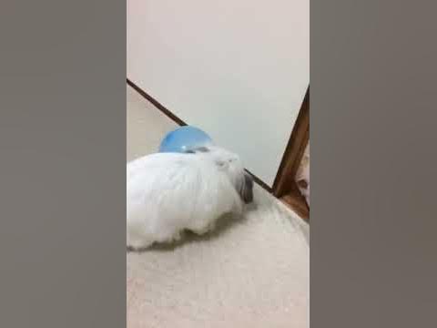 風船を割るウサギ Youtube