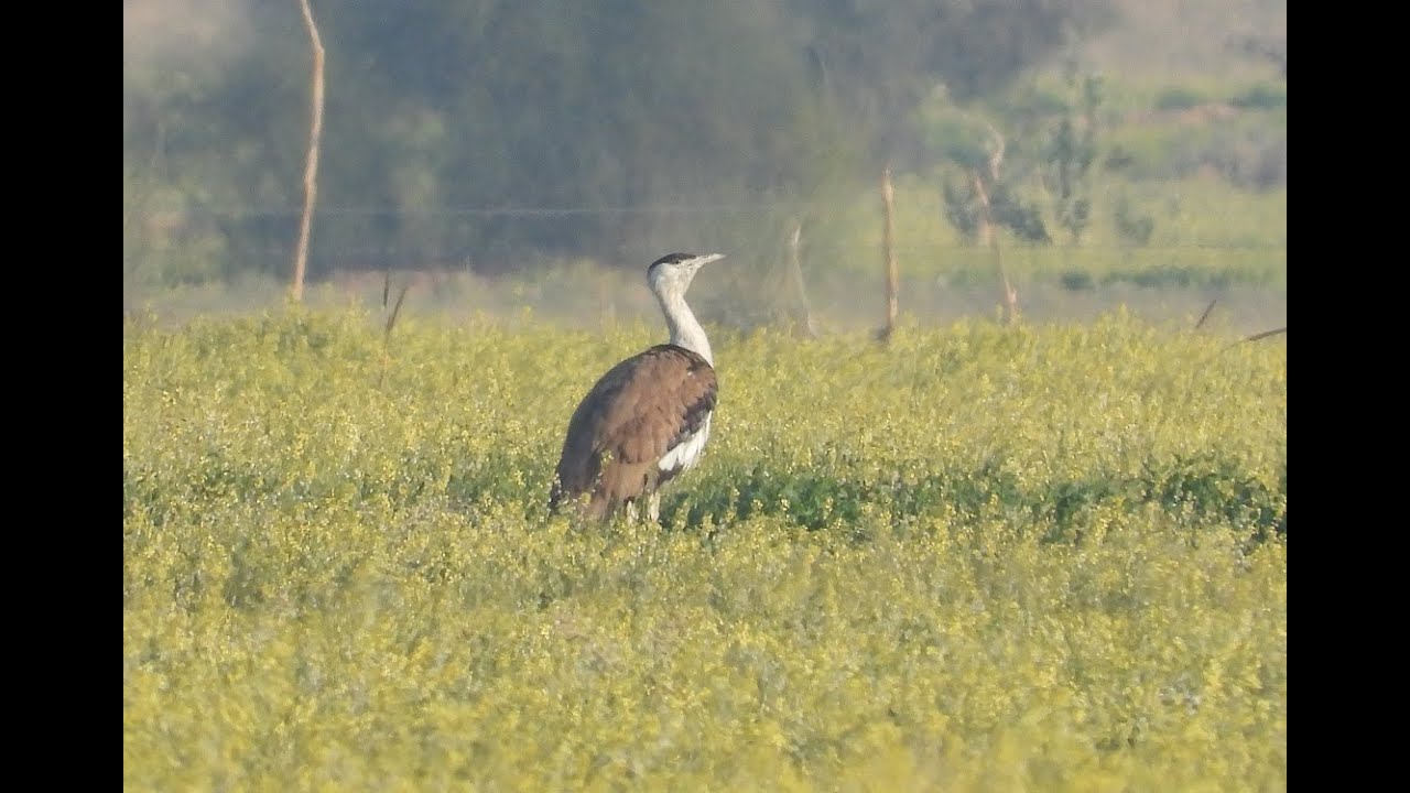 Great Indian Bustards at Desert National Park, Rajasthan, India