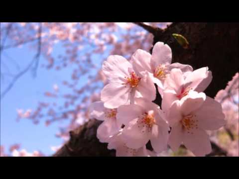 コブクロ／桜（カバー）　ひとり多重録音