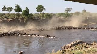 Wildebeest Chaos! Epic Mara River Crossing in the Serengeti | Kusini Safaris