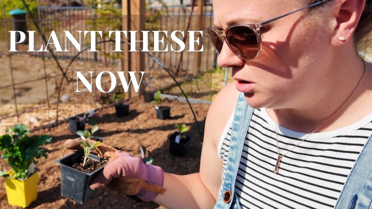 What I’m Planting Right Now in My Garden (Brassicas!)