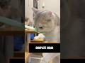 These Elegant Cats Fight For Food