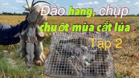 Đào hang, chụp chuột mùa cắt lúa | Miền quê Tiền Giang Tập 2