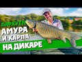 Ловля КАРПА и БЕЛОГО АМУРА на ДИКАРЕ! КАРПФИШИНГ на диком водоеме или РЫБАЛКА в завоз...