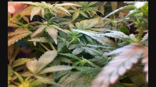 stealthgrow autoflower weed in a closet -Timelapse-28-12-09.wmv