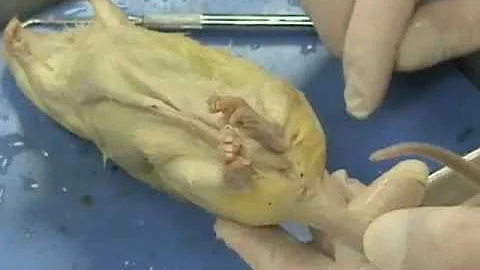 Introduction to rat dissection - Oregon High School
