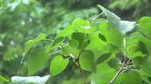 سورة التوبة لفضية الشيخ مشعل المطر من ليلالي رمضان 1438