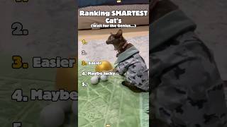Ranking the SMARTEST Cats 🤓