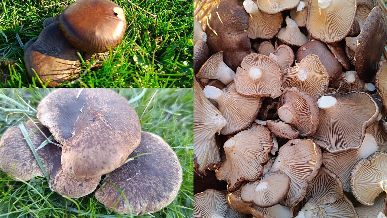 Mis gibi diken mantarları topladık. Harika bir doğa ,keyifli bir mantar bir avı. Kral istiridye 4k