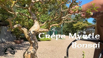 Trimming a Crepe Myrtle Bonsai - Greenwood Bonsai