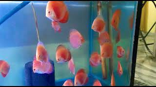 Red valentine discus fishes