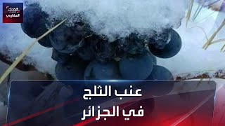 عنب الثلج في الجزائر