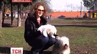 Одесская идеальная собака Одесская идеальная собака