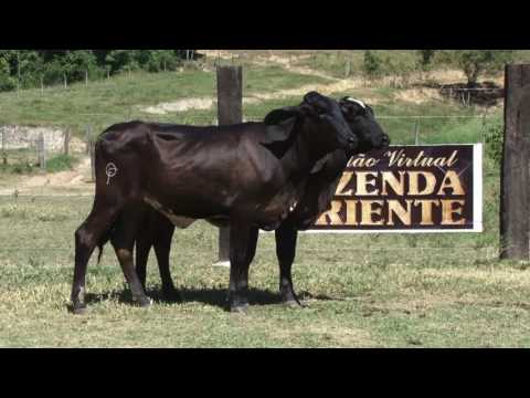 LOTE 33 - LEILÃO FAZENDA ORIENTE