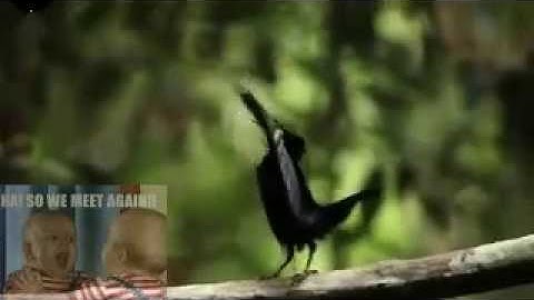 Birds of paradise project introduction Free online funny videos for kids