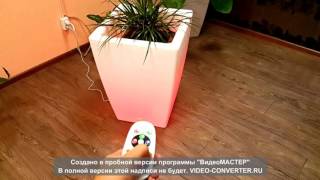 Кашпо FLOX с подсветкой и пультом(, 2015-10-03T09:54:20.000Z)