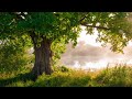 10 Hours of Relaxing Music - Sleep Music, Piano Music for Stress Relief, Sleeping Music (Erin)