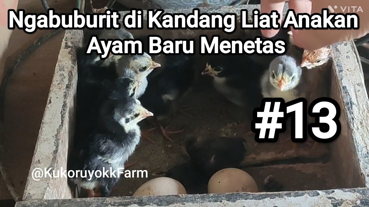 Ngabuburit di Kandang Liat Anakan  Ayam Baru Menetas @KukoruyokkFarm #13