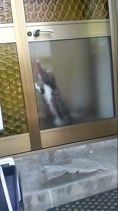 Lovelace [1]