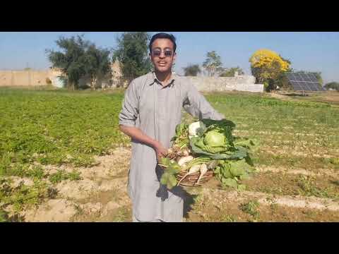 Getting Fresh Vegetables from Fields | Simple Village