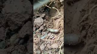Millipede soil hi-res stock photography and images - Alamy#shortvideo #shorts