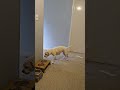 who else's bully stalks the food bowl?