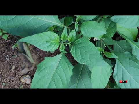 Vidéo: Morelle Noire - Plante Médicinale