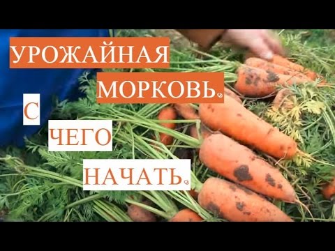 Отличная Всхожесть Семян! Как Подготовить Семена Моркови к Посадке.