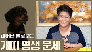 태어난 월생으로 보는 평생의 '개띠 운세' [1월생~12월생]