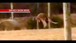 Attacked Kangaroo Near White House TN - Smokey Barn News