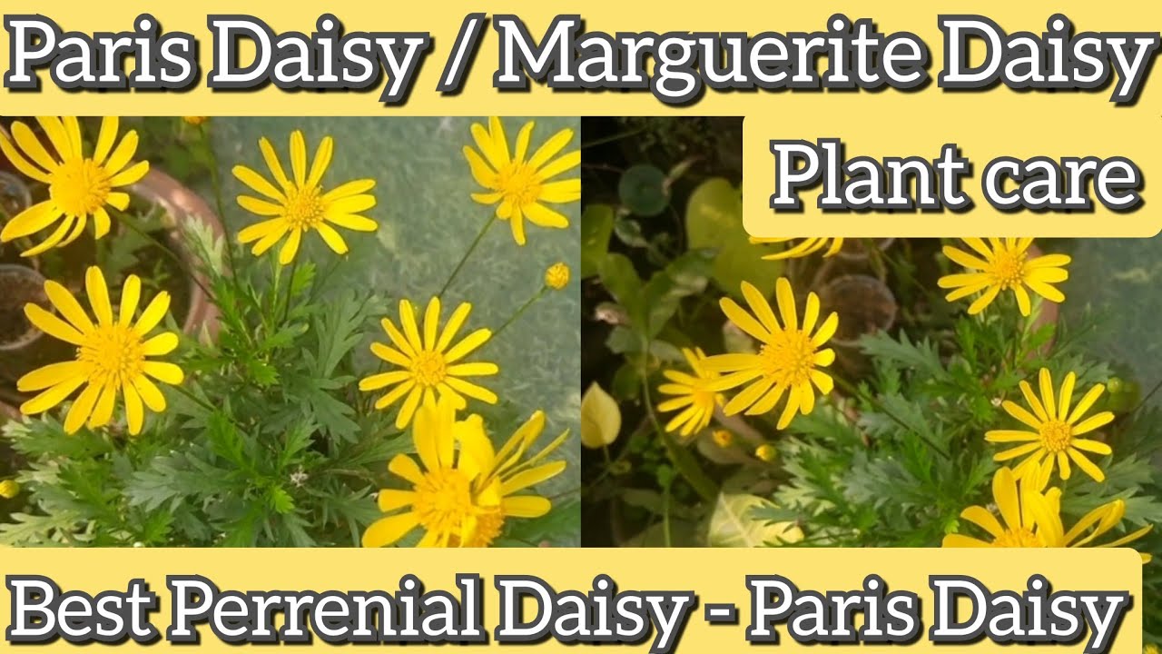 Marguerite Daisy Care Guide - 2024 - MasterClass