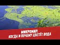 Когда и почему цветёт вода — Микромир