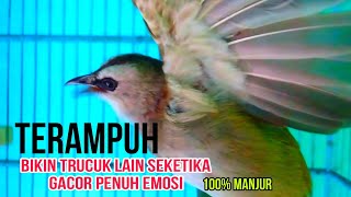 BUKTIKAN SAJA Pancingan trucuk paling manjur sekali dengar langsung gacor emosi