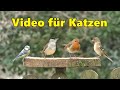 Videos für Katzen Zum Spielen : Schöne Vögel im Garten