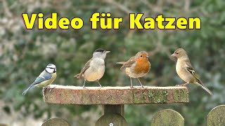 Videos for Cats to Watch - Birds in My Garden