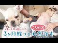 フレンチブルドッグ赤ちゃんをお迎えから3ヶ月経つとどうなる!? [ペットと飼い主何事もはじめてだらけのフレブルライフ]
