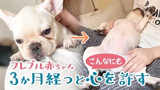 フレンチブルドッグ赤ちゃんをお迎えから3ヶ月経つとどうなる!? [ペットと飼い主何事もはじめてだらけのフレブルライフ]