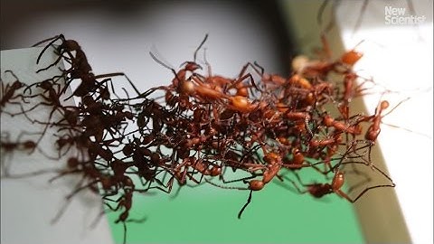 How do army ants build bridges with no one in charge?