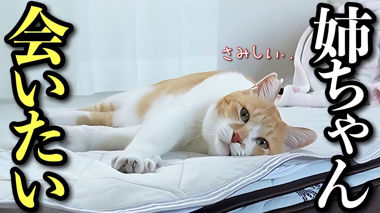 大好きな姉ちゃんが留学へ‥帰りを待つ姿が健気すぎる
