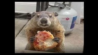 Pizza-Eating Groundhog Shows Up at Woman's Back Door CHOMPING Away For An hour!