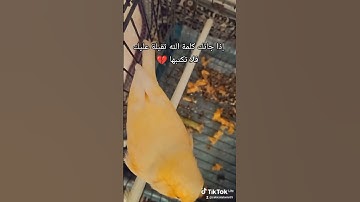 تلاوة عطرة تقشعر منها الأبدان راحة نفسية القرآن الكريم تلاوة تبكي القلوب