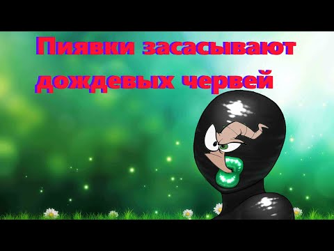 Пиявки засасывают дождевых червей Пиявки засасывают дождевых червей