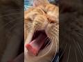 Goobie Jr the feral rescue loves his favorite chair by the window #cat #cats #pets #orangecat #funny
