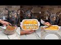 German Shepherds Pie For Dogs Recipe